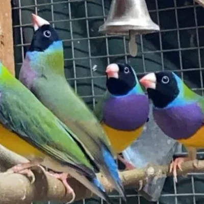 Petaholics Birds Parrots 12