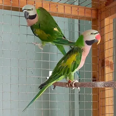 Petaholics Birds Parrots 8