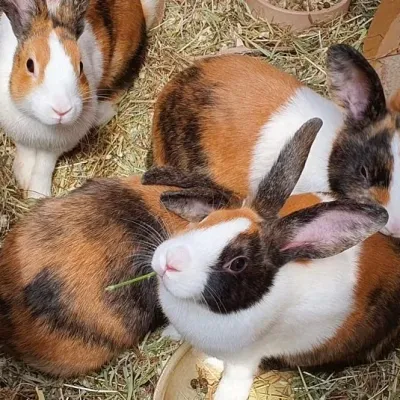 Petaholics Rabbits Guinea Pigs 7