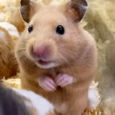 Petaholics Small Rodents 2