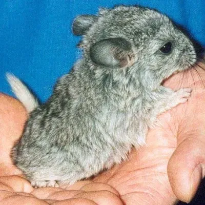 Petaholics Exotic Mammals 11