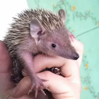 Petaholics Exotic Mammals 15