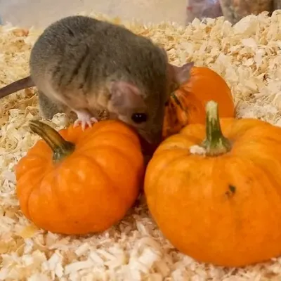 Petaholics Exotic Mammals 2