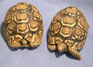 Tortoises & Turtles