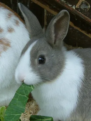 Rabbits & Guinea Pigs