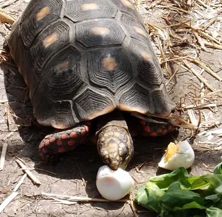 Tortoises & Turtles