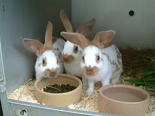 Rabbits & Guinea Pigs